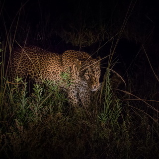 South Luangwa - Challenging leopard